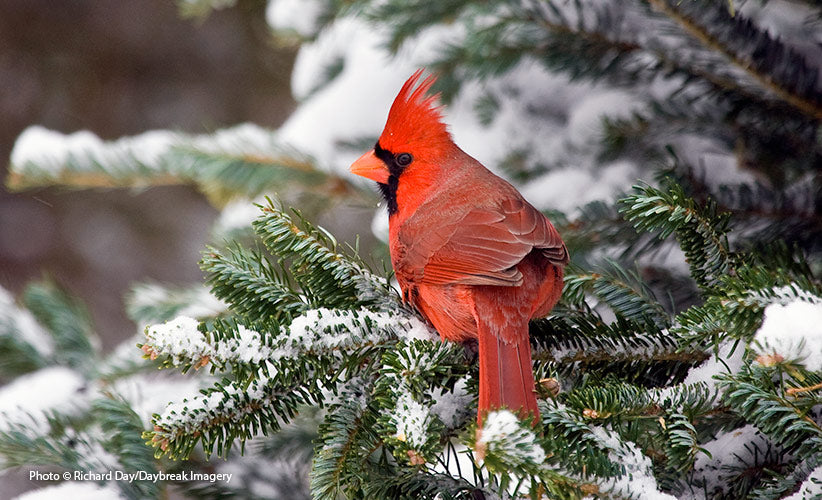 Used Christmas Tree with cardinal