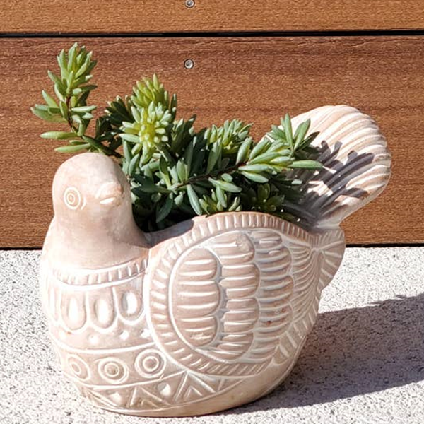 succulents in dove planter Turtle Dove Handmade Terracotta Planter – Sunny with Thunderstorms