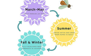 Bee Life Cycle graphic