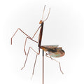 Copper Praying Mantis Garden Stake
