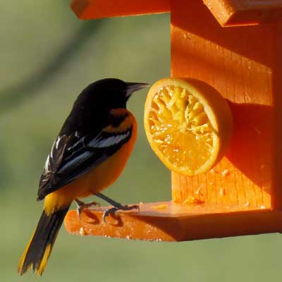 Going Green Recycled Oriole Feeder, Orange